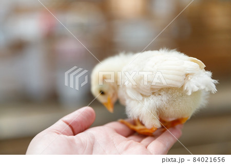 ひよこのお尻 ひよこのお尻 84021656