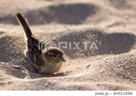 ハワイのスズメの砂浴び 84022696