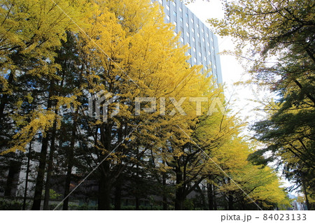 仙台市青葉区　合同庁舎周辺の紅葉 84023133