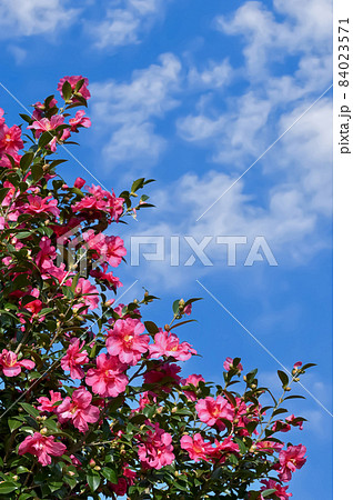 サザンカの花 サザンカの花 84023571