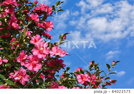 サザンカの花 サザンカの花 84023575