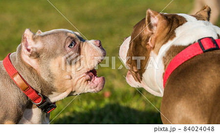 Two American Bully puppies dogs are playing Two American Bully puppies dogs are playing 84024048