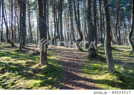 A coniferous forest. The tilted and curved trunks of pine trees. Dancing forest. A coniferous forest. The tilted and curved trunks of pine trees. Dancing forest. 84024517