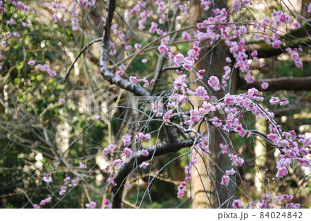街中で見つけた梅の花 街中で見つけた梅の花 84024842