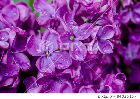 Lilacs in close-up. Purple flowers. Water droplets on the flower. 84025157