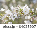 桜 84025907