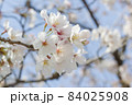 桜 84025908