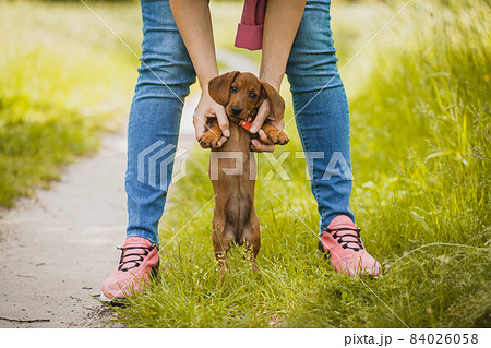 Red dachshund walking in the park. cute puppy on the summer forest background Red dachshund walking in the park. cute puppy on the summer forest background 84026058