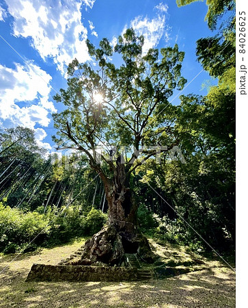 武雄の大楠・パワースポット(武雄市/佐賀) 武雄の大楠・パワースポット(武雄市/佐賀) 84026625