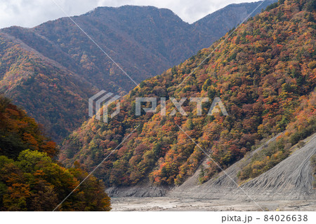 畑薙湖の紅葉 84026638