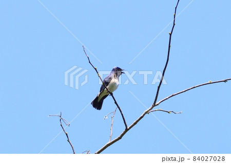 オオルリ 青と白の野鳥 春に渡ってきたところ オオルリ 青と白の野鳥 春に渡ってきたところ 84027028