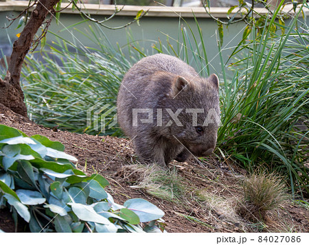 ウォンバット 84027086