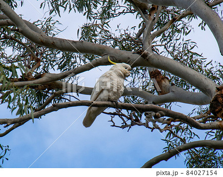 キバタン(オウム) 木にとまっている様子 キバタン(オウム) 木にとまっている様子 84027154