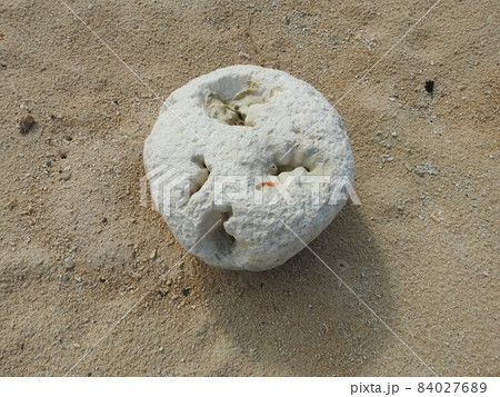 打ち上げられたサンゴ 打ち上げられたサンゴ 84027689