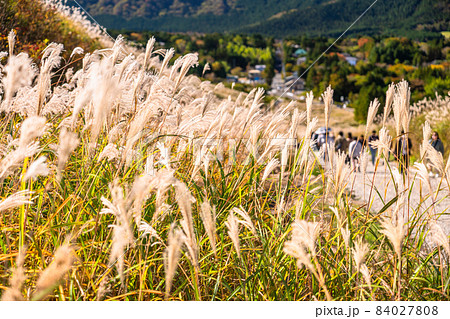 《神奈川県》ススキの草原・秋の仙石原 《神奈川県》ススキの草原・秋の仙石原 84027808
