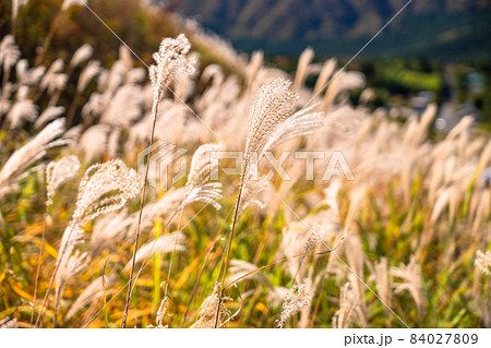 《神奈川県》ススキの草原・秋の仙石原 84027809