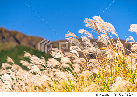 《神奈川県》ススキの草原・秋の仙石原 《神奈川県》ススキの草原・秋の仙石原 84027817