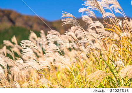 《神奈川県》ススキの草原・秋の仙石原 84027818
