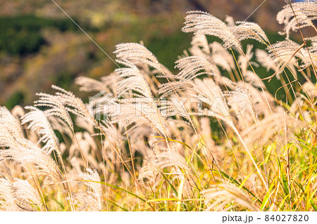 《神奈川県》ススキの草原・秋の仙石原 84027820