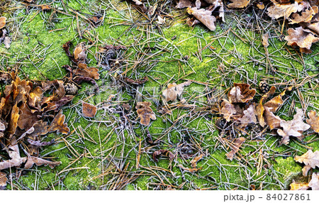 late autumn with inium on leaf on ground late autumn with inium on leaf on ground 84027861
