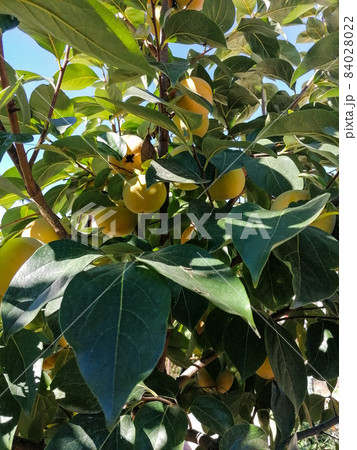 apple on a tree apple on a tree 84028022