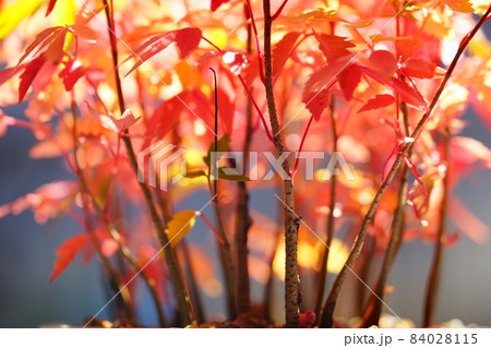 紅葉・鉢植えのハゼの幼木・朝日の逆光 紅葉・鉢植えのハゼの幼木・朝日の逆光 84028115