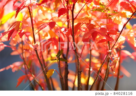 紅葉・鉢植えのハゼの幼木・朝日の逆光 84028116