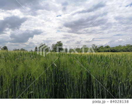 grain field and sky grain field and sky 84028138