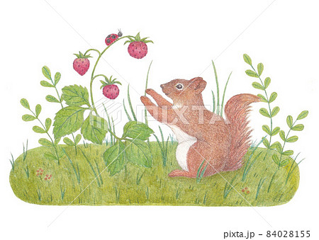 リスと野いちごのイラスト素材