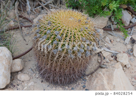 Various beautiful round cacti in the garden in the Negev desert 84028254