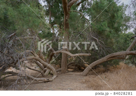 huge curved trees of bizarre shapes in an oasis in the Negev desert 84028281