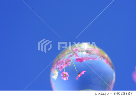 青空・コスモス・レンズボール 青空・コスモス・レンズボール 84028337