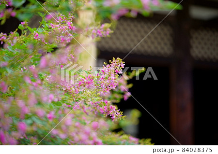 奈良・元興寺境内の咲き始めのハギの花 奈良・元興寺境内の咲き始めのハギの花 84028375