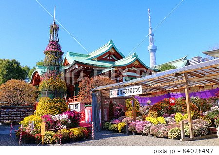 亀戸天神菊まつり スカイツリー 2021 東京都江東区亀戸3丁目6-1  亀戸天神菊まつり スカイツリー 2021 東京都江東区亀戸3丁目6-1  84028497