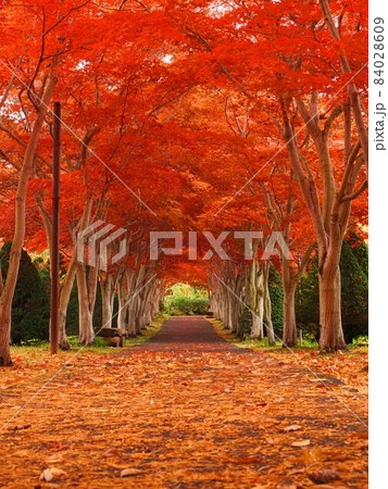 北海道の絶景 平岡樹芸センターもみじトンネル 84028609