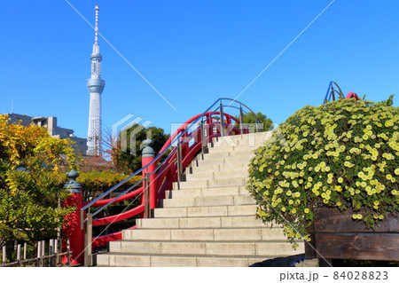 亀戸天神菊まつり　2021　スカイツリー　東京都江東区亀戸3丁目6-1　 84028823