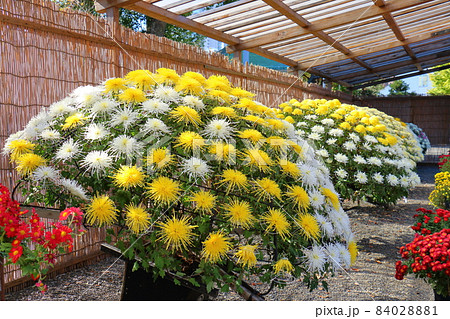 亀戸天神菊まつり　2021　東京都江東区亀戸3丁目6-1　 84028881