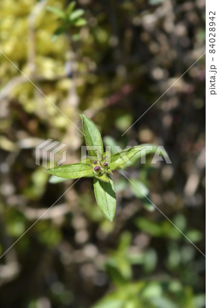 Rock soapwort 84028942