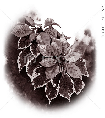セピアトーンのポインセチアのイラスト素材