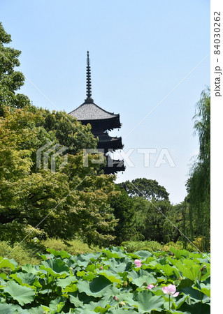夏の京都 東寺 五重塔 夏の京都 東寺 五重塔 84030262