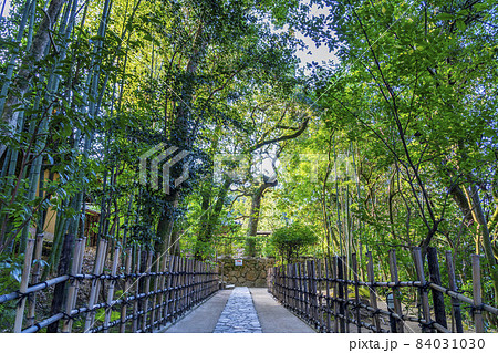 詩仙堂丈山寺の風景　竹林の参道　京都府京都市 84031030