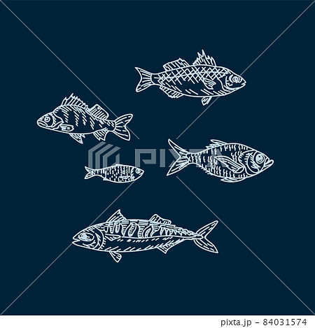 A set of Fish illustration. Beautiful sea and river animals. Fish for design with seafood food. Cooking food from fish and marine life. A set of Fish illustration. Beautiful sea and river animals. Fish for design with seafood food. Cooking food from fish and marine life. 84031574