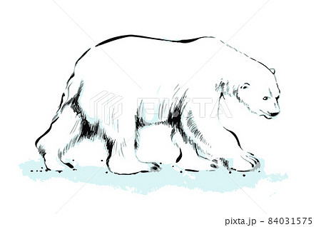 シロクマ シロクマ 84031575