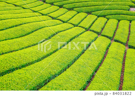 京都府相楽郡和束町で撮影した茶畑 京都府相楽郡和束町で撮影した茶畑 84031822