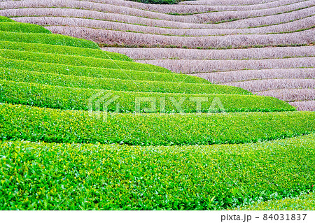 京都府相楽郡和束町で撮影した茶畑 84031837
