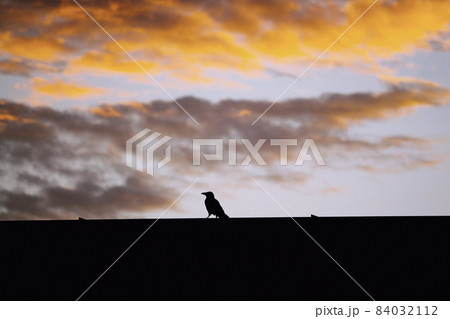 Crow silhouette sitting on roof top in sunset sky Crow silhouette sitting on roof top in sunset sky 84032112