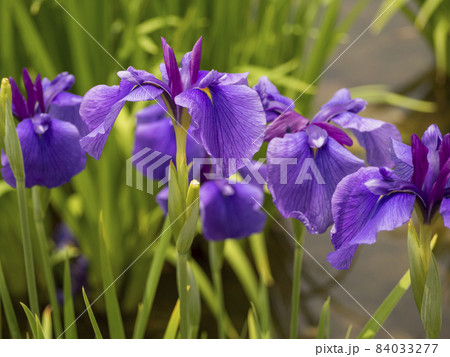 東京 北山公園 初夏の水辺に彩る花菖蒲の世界【花・植物】 東京 北山公園 初夏の水辺に彩る花菖蒲の世界【花・植物】 84033277