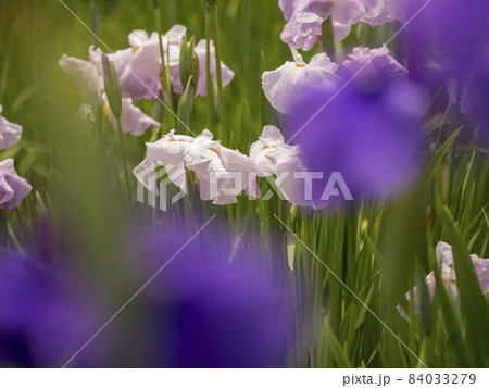 東京 北山公園 初夏の水辺に彩る花菖蒲の世界【花・植物】 東京 北山公園 初夏の水辺に彩る花菖蒲の世界【花・植物】 84033279