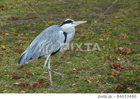 アオサギ アオサギ 84033480