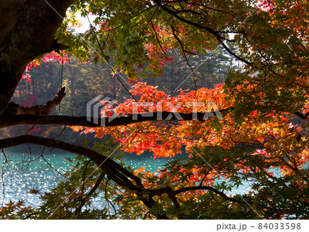五色沼の一つ、毘沙門沼のもみじの紅葉。日差しで赤く輝いたモミジと沼の緑とのコントラストが綺麗だ。 五色沼の一つ、毘沙門沼のもみじの紅葉。日差しで赤く輝いたモミジと沼の緑とのコントラストが綺麗だ。 84033598